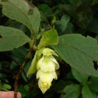 Strobilanthes calycina Nees